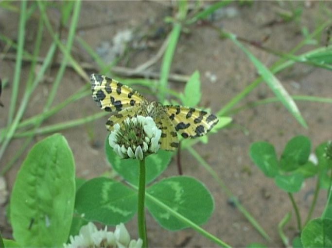 Gelber Fleckenspanner ( Pseudopanthera macularia ), Flügelunterseite, auf Weißklee : Brüggen, Brachter Wald, 03.06.2005
